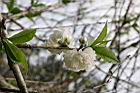 碧桃-白花09.jpg