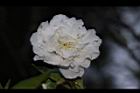 碧桃-白花30.JPG