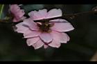 碧桃-紅-花萼01.JPG