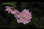 碧桃-花-粉紅19.JPG