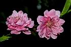 碧桃-花-粉紅22.JPG