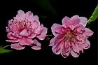 碧桃-花-粉紅24.JPG
