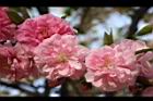 碧桃-花-粉紅25.JPG