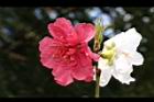 碧桃-花-紅白04.JPG