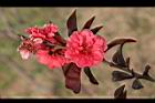 碧桃-花04.JPG