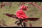 碧桃-花05.JPG
