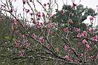 碧桃-花序07.jpg
