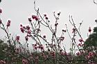 碧桃-花序08.jpg