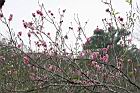 碧桃-花序10.jpg