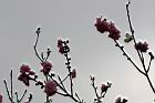 碧桃-花序13.jpg