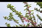 碧桃-花序17.JPG