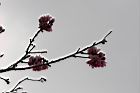 碧桃-花序33.jpg