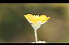 磨盤草-花萼02.jpg
