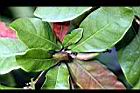 神秘果-青果00.JPG