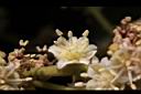 福圓-花15.jpg