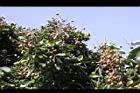 福圓-果實13.jpg