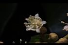 福圓-花10.jpg