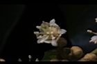 福圓-花11.jpg