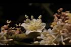 福圓-花14.jpg