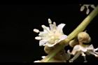 福圓-花19.jpg