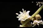 福圓-花20.jpg