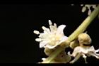 福圓-花22.jpg