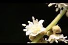 福圓-花23.jpg