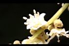 福圓-花24.jpg