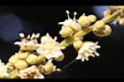福圓-花34.jpg