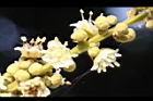 福圓-花35.jpg