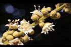 福圓-花38.jpg