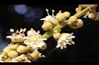 福圓-花39.jpg