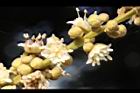 福圓-花40.jpg