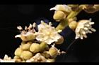 福圓-花43.jpg