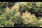 福圓-花53.jpg