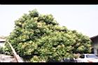 福圓01.jpg