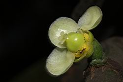 福木-雌花12.JPG