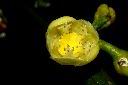 福木-雄花26.JPG