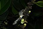 福木-石牆蝶04.JPG