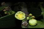 福木-雄花00.JPG