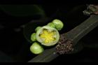 福木-雄花01.JPG