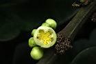 福木-雄花03.JPG