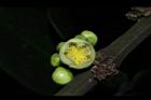 福木-雄花06.JPG