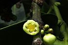 福木-雄花09.JPG