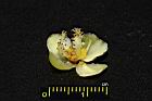福木-雄花24.JPG