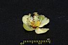 福木-雄花25.JPG