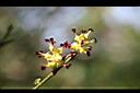 秀柱花-花02.jpg