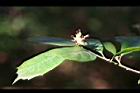 秀柱花-花01.jpg