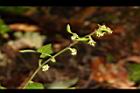 秋分草-花序05.JPG