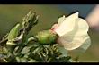 秋葵-花04.jpg